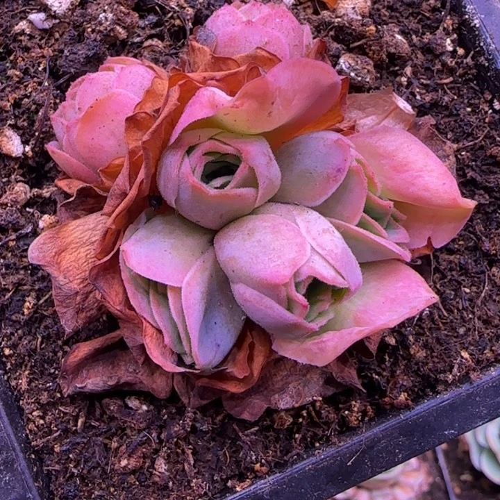 花球142434346467673