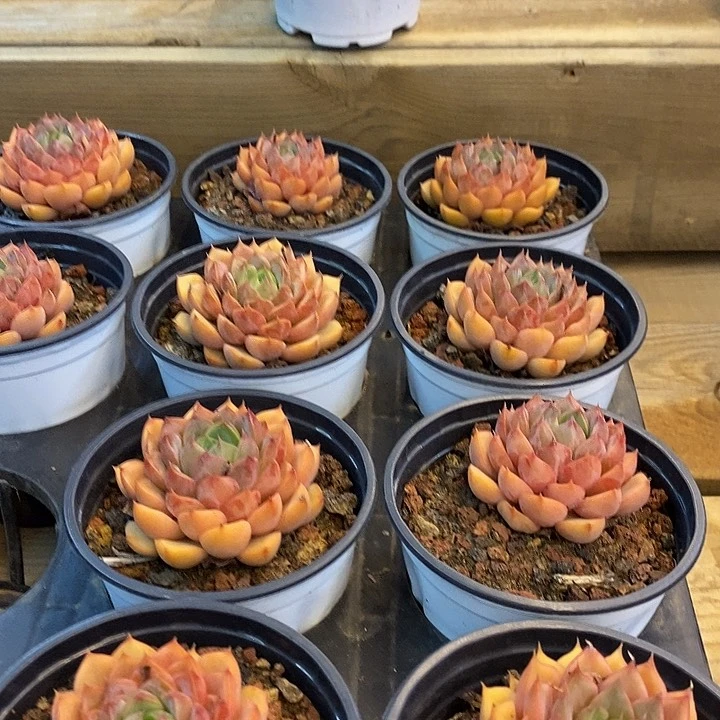 单头浪漫福利多多