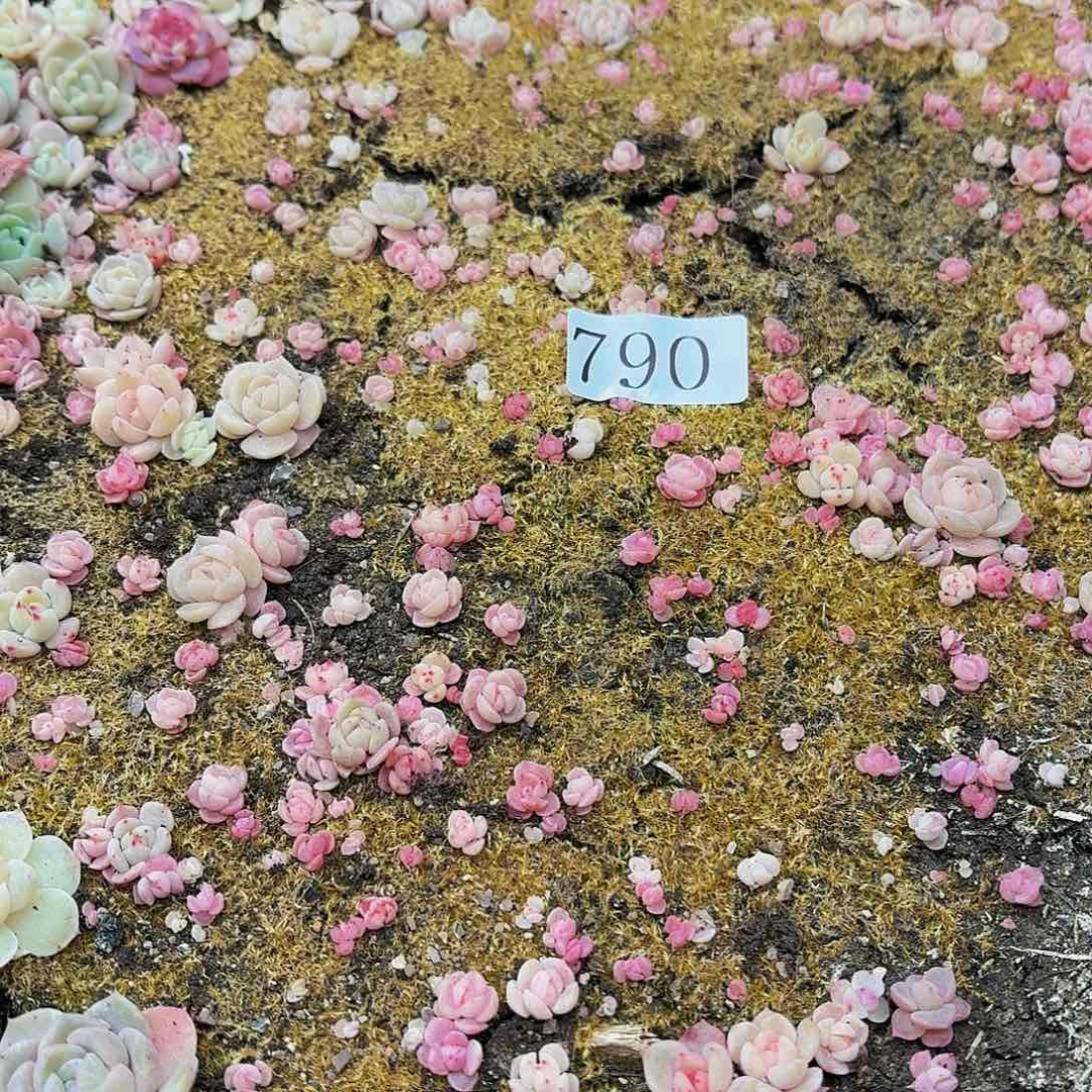 多肉植物多肉植物790