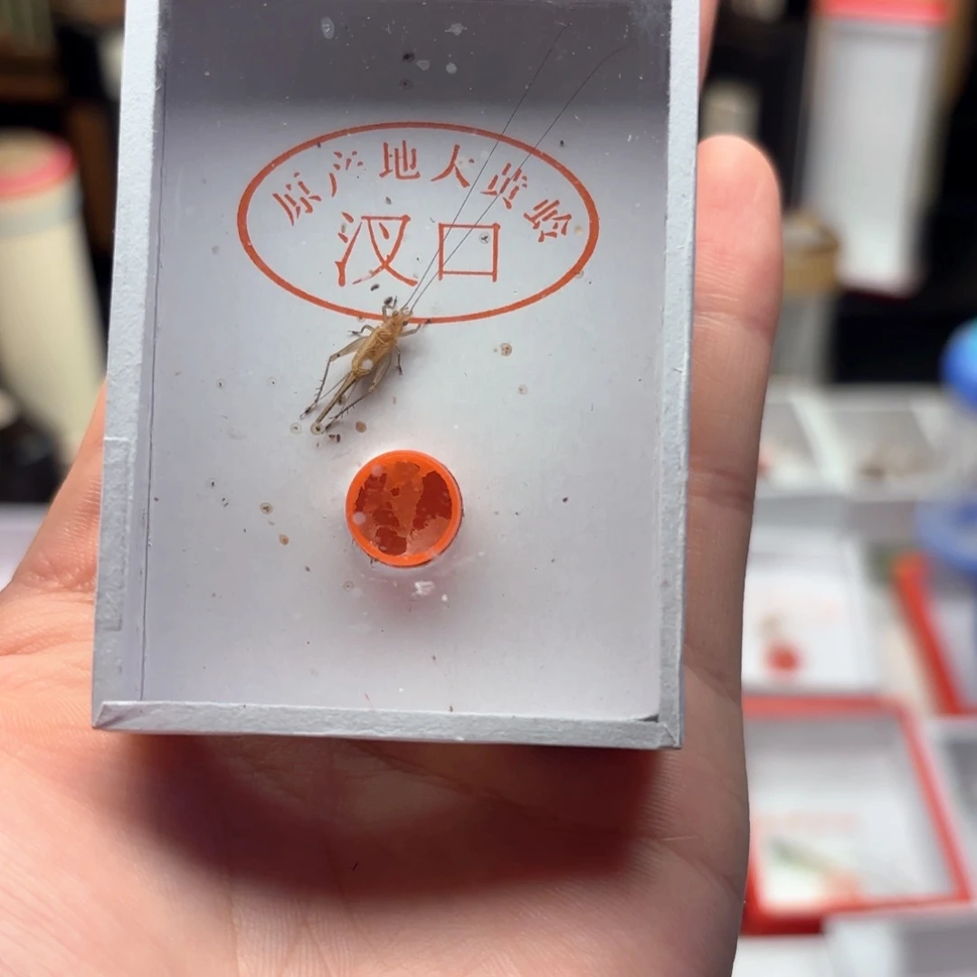 大黄蛉优质一条包邮