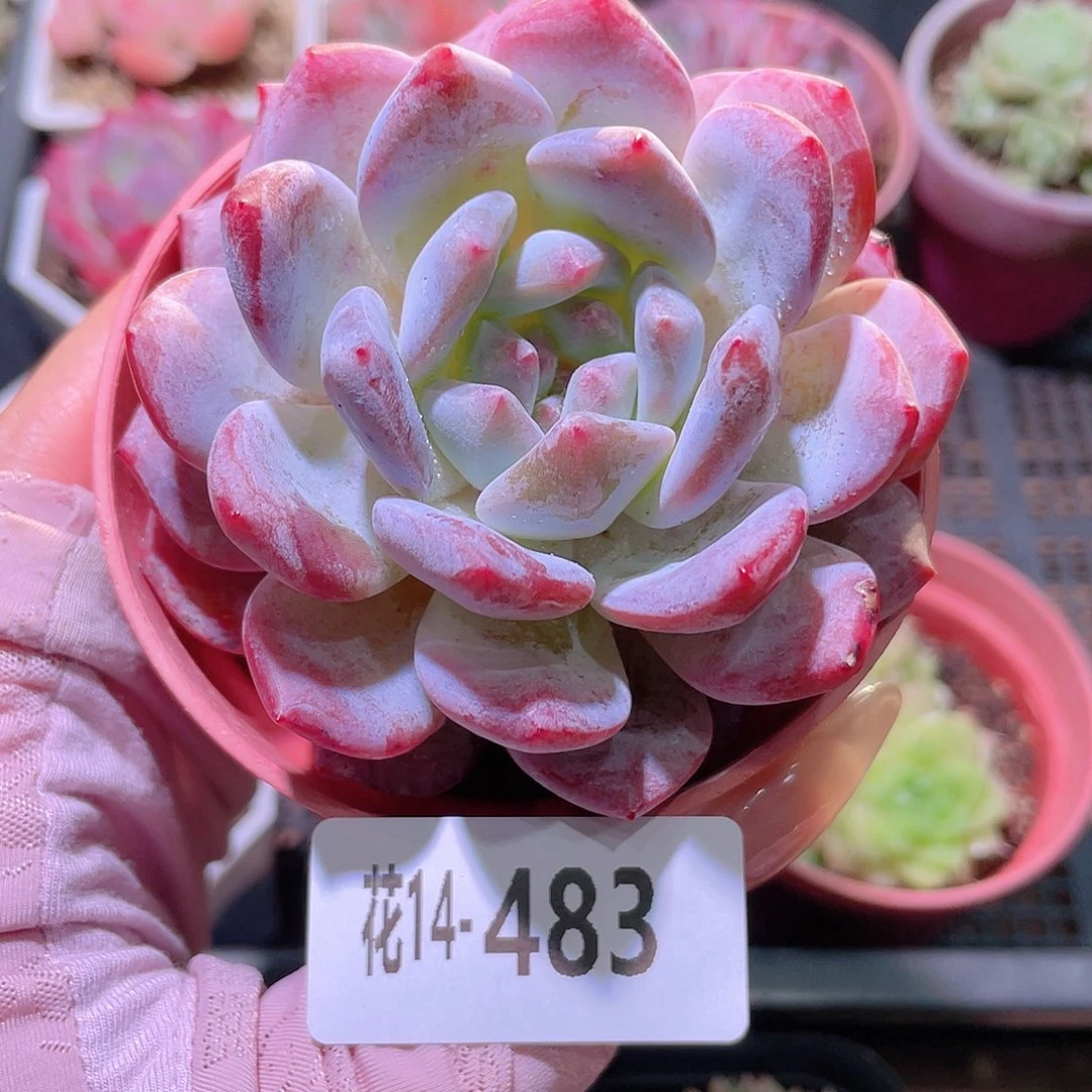 花利美14-483橙梦露