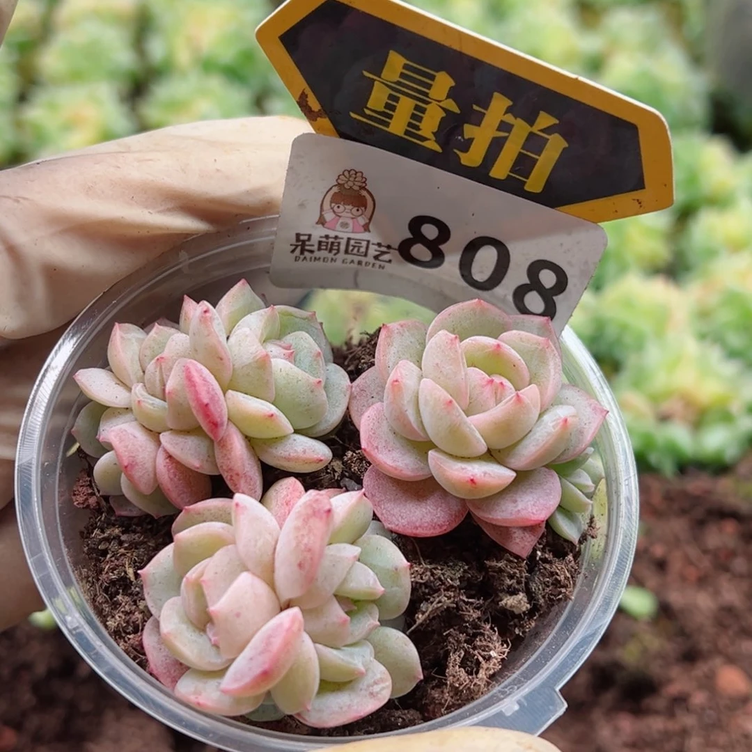 多肉植物多肉植物