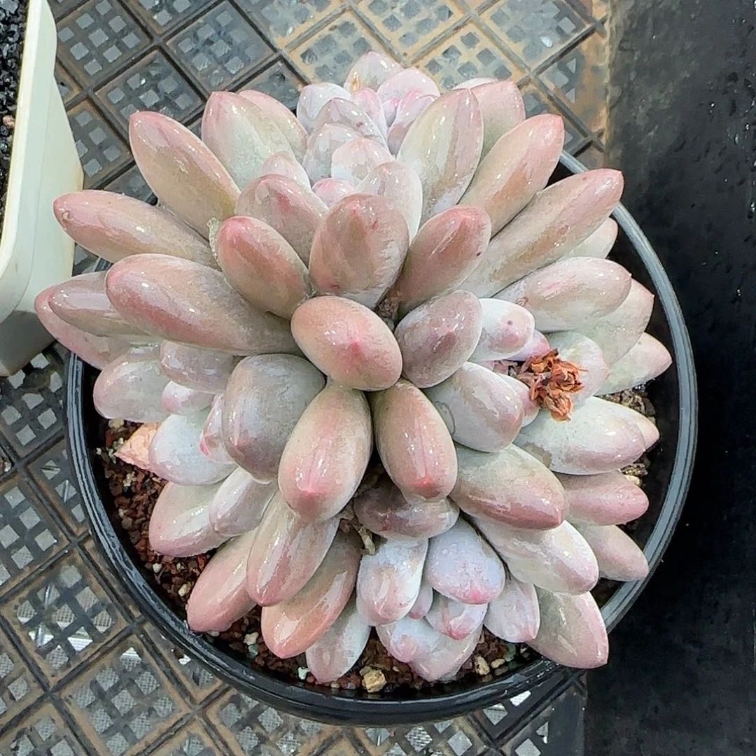 从前慢甄选多肉编号香水