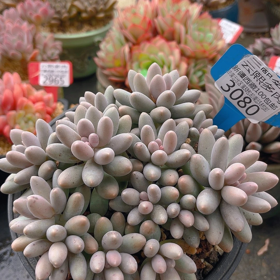 3080汤圆多肉植物