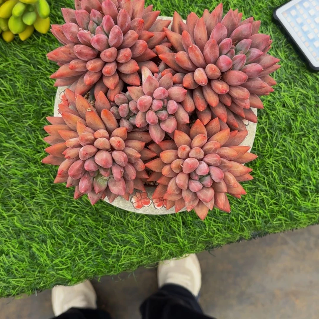 小小弟精品多肉红蜻蜓