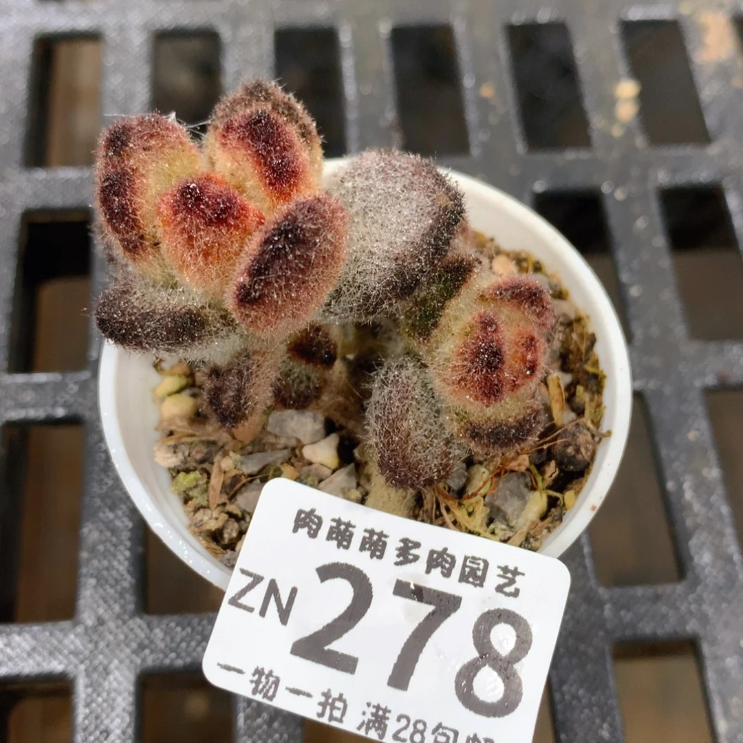 肉萌萌拇指盆精控多肉ZN278