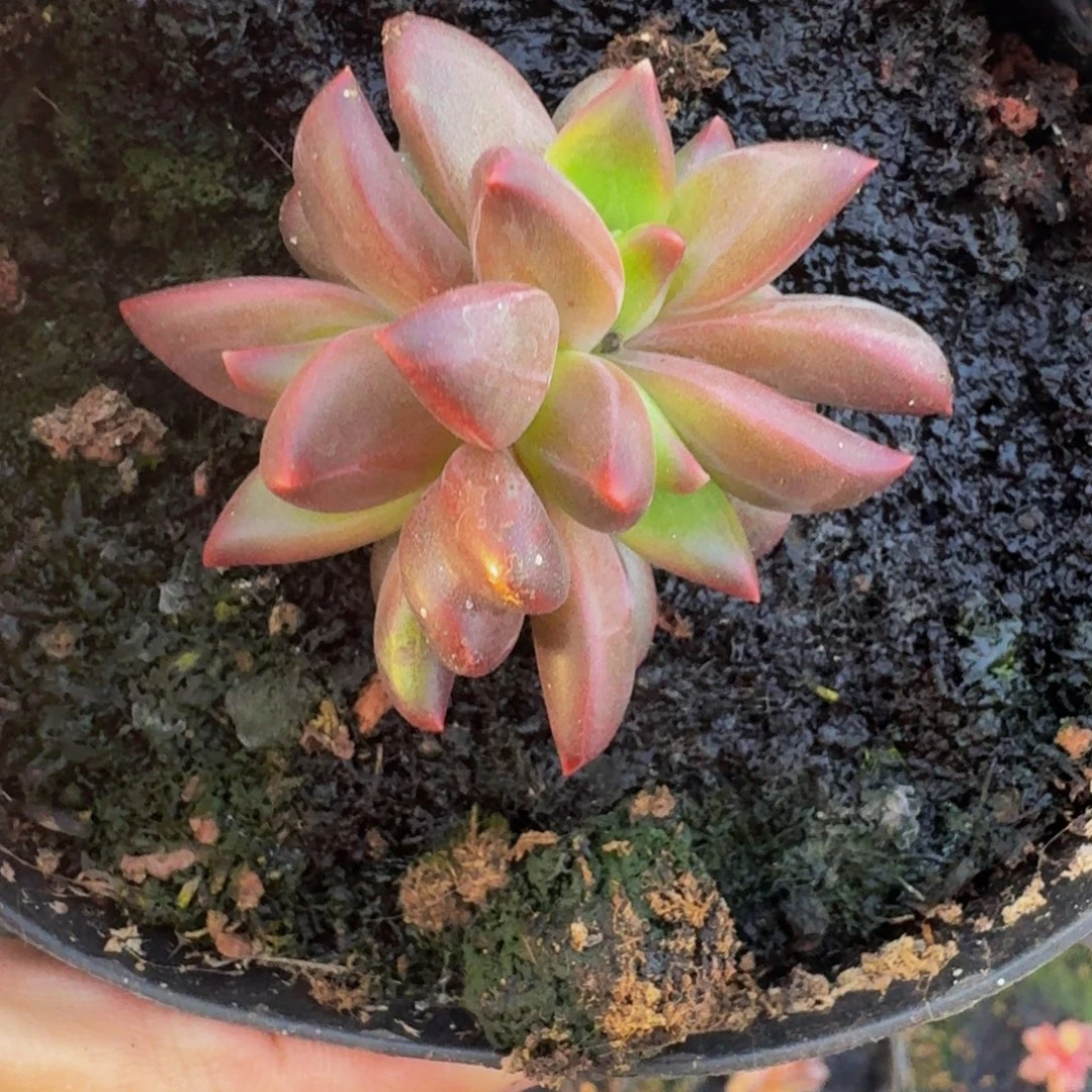 莉莉丝 4头 一物一拍