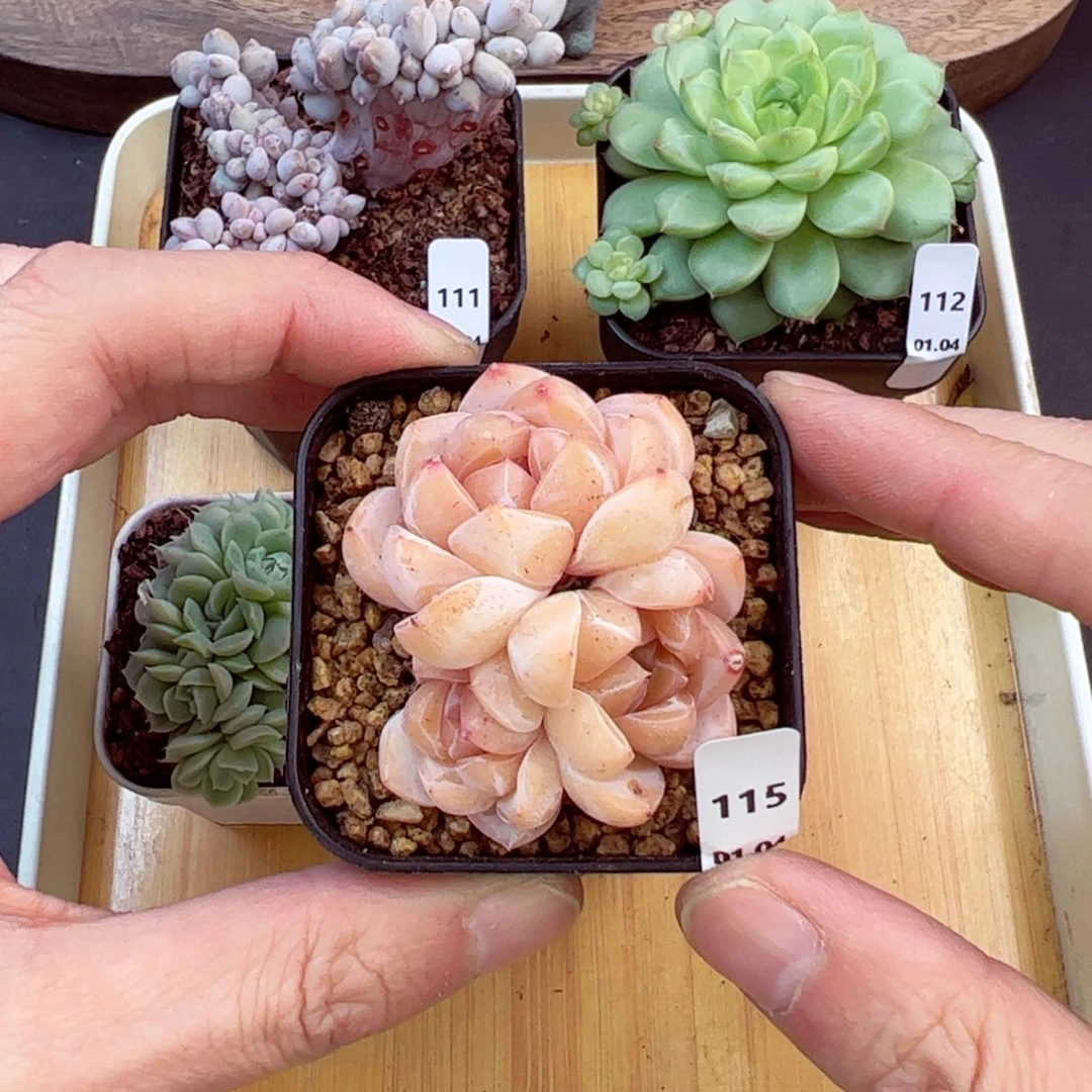 好好看115、哈哈哈哈