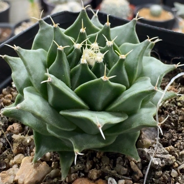 帝冠实生仙人球。