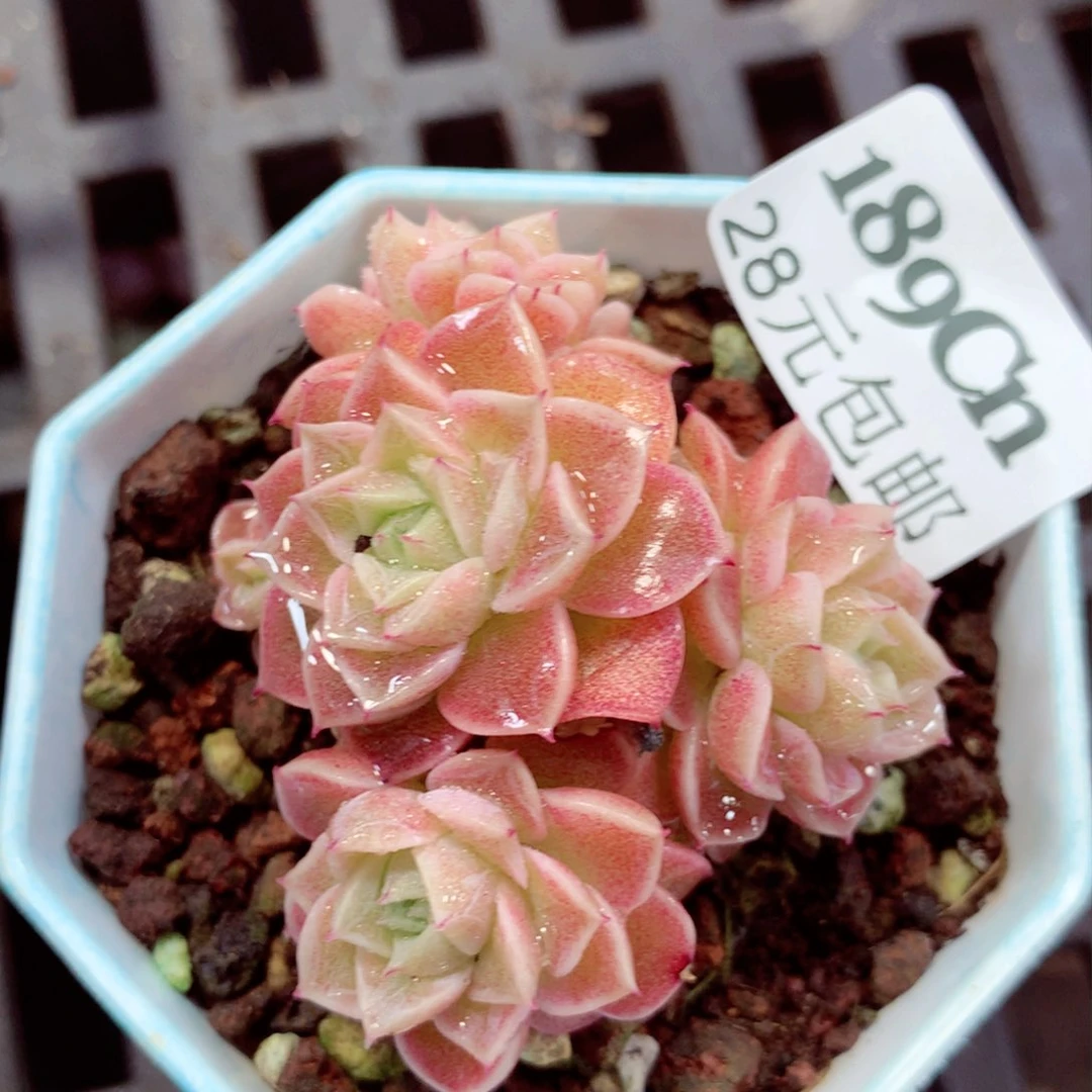 5厘米盆精控多肉189