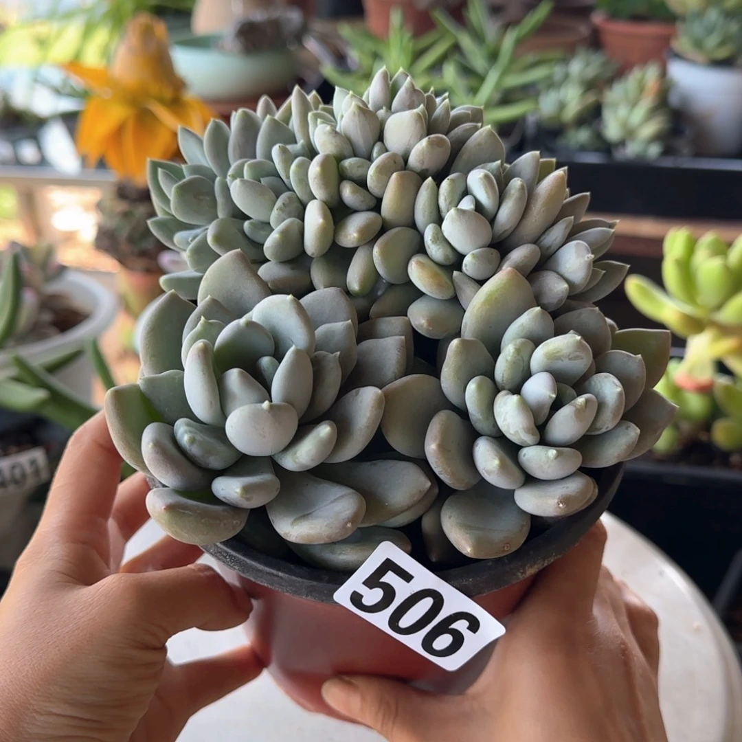 506号 一物一拍 一物一拍