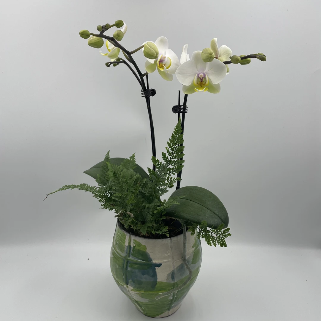 【维多利亚】福娜瑞蝴蝶兰室内年宵花鲜花绿植送礼亲戚礼物盆栽乔迁