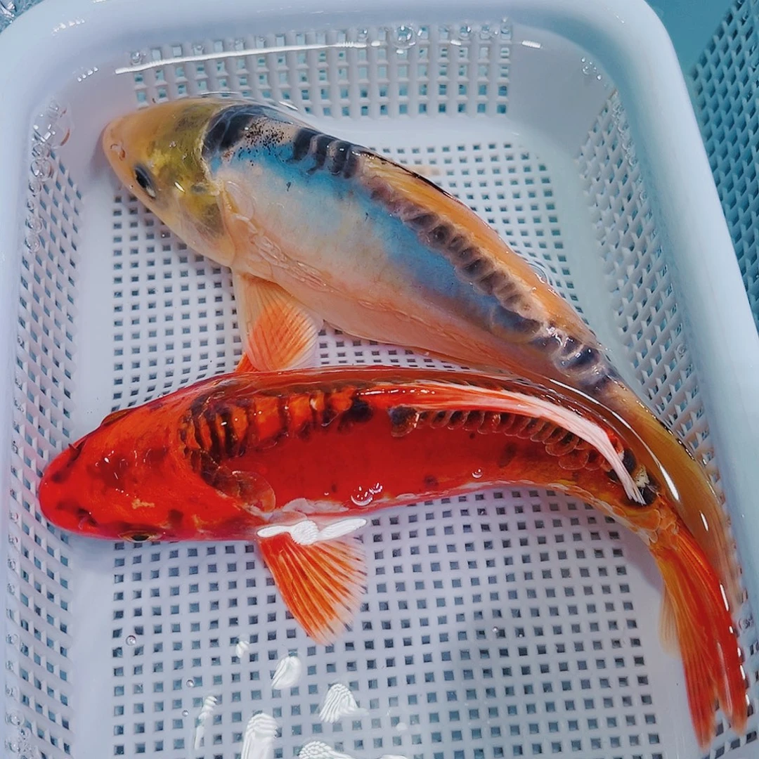 锦鲤锦鲤冷水鱼观赏151