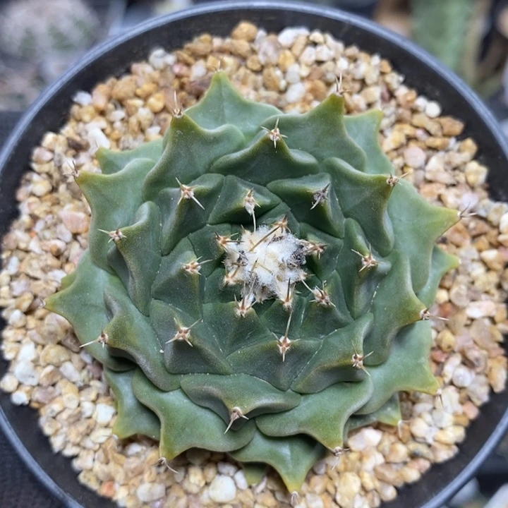 实生帝冠1054号6cm