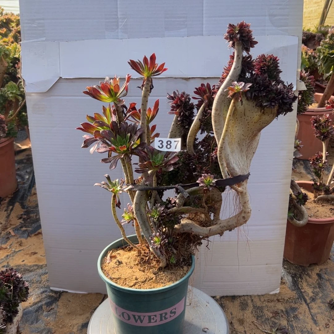 黑**咪有伤黑缀387高37