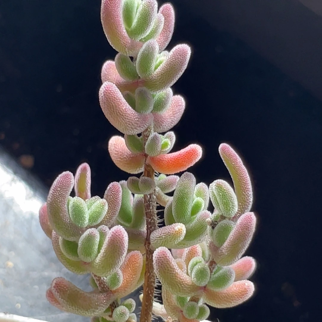 精选枝干一物一拍～13号