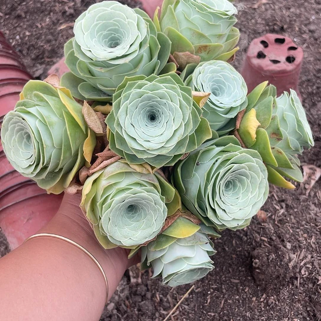 山地玫瑰9颗粉单头量拍不售后