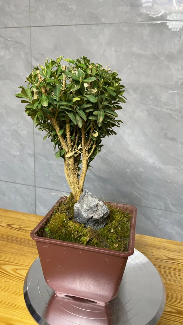 松柏，黄杨，喜欢的进入直播间