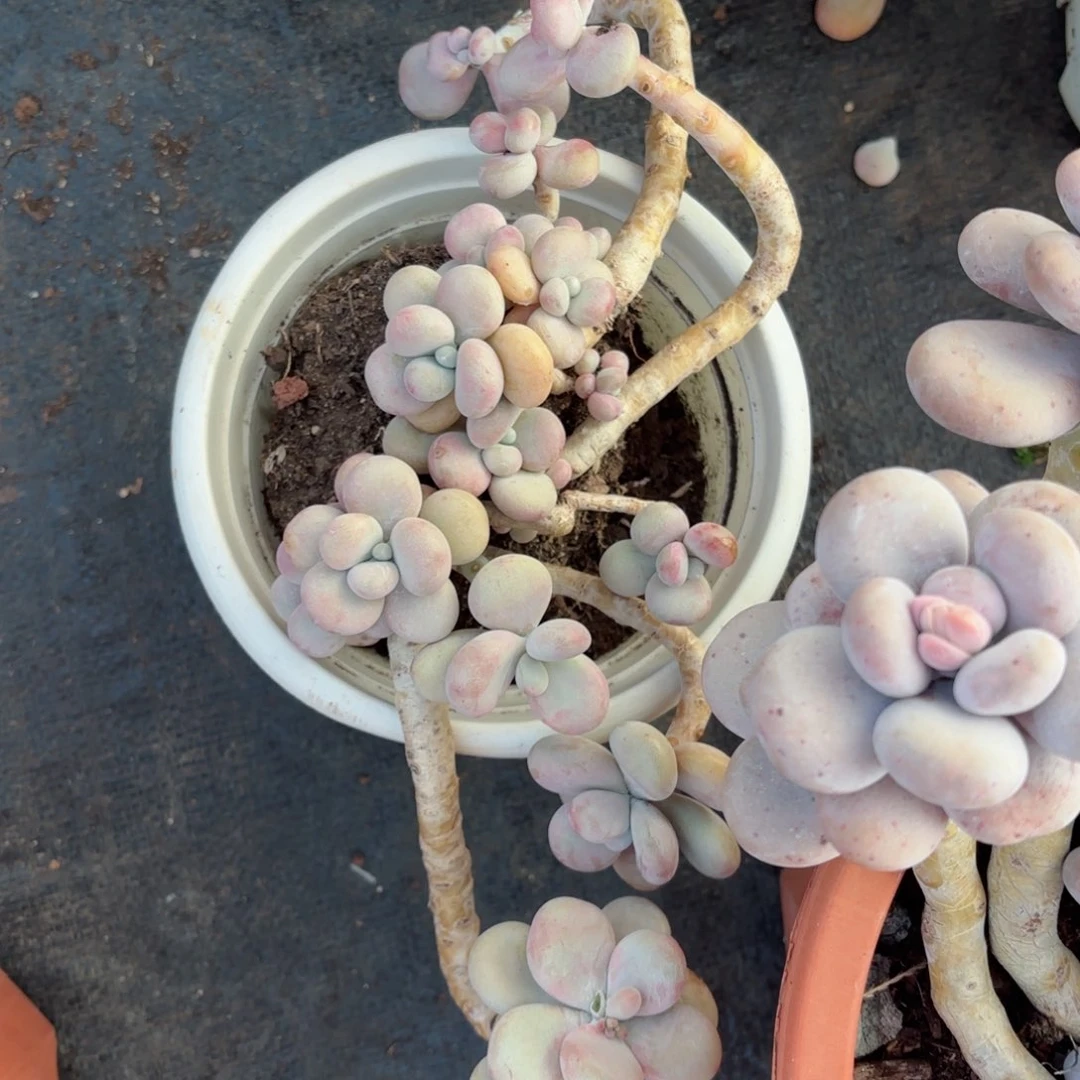 黄***婆桃蛋1-79。