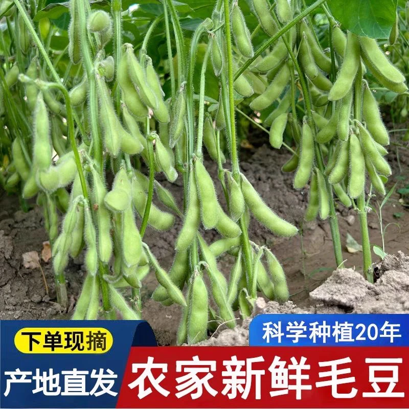 新鲜带壳毛豆安徽露天种植自家种植3斤5斤包邮产地直发