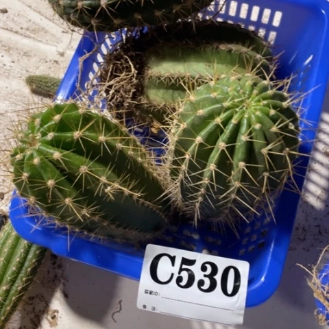 瑕疵的毛花柱c 530