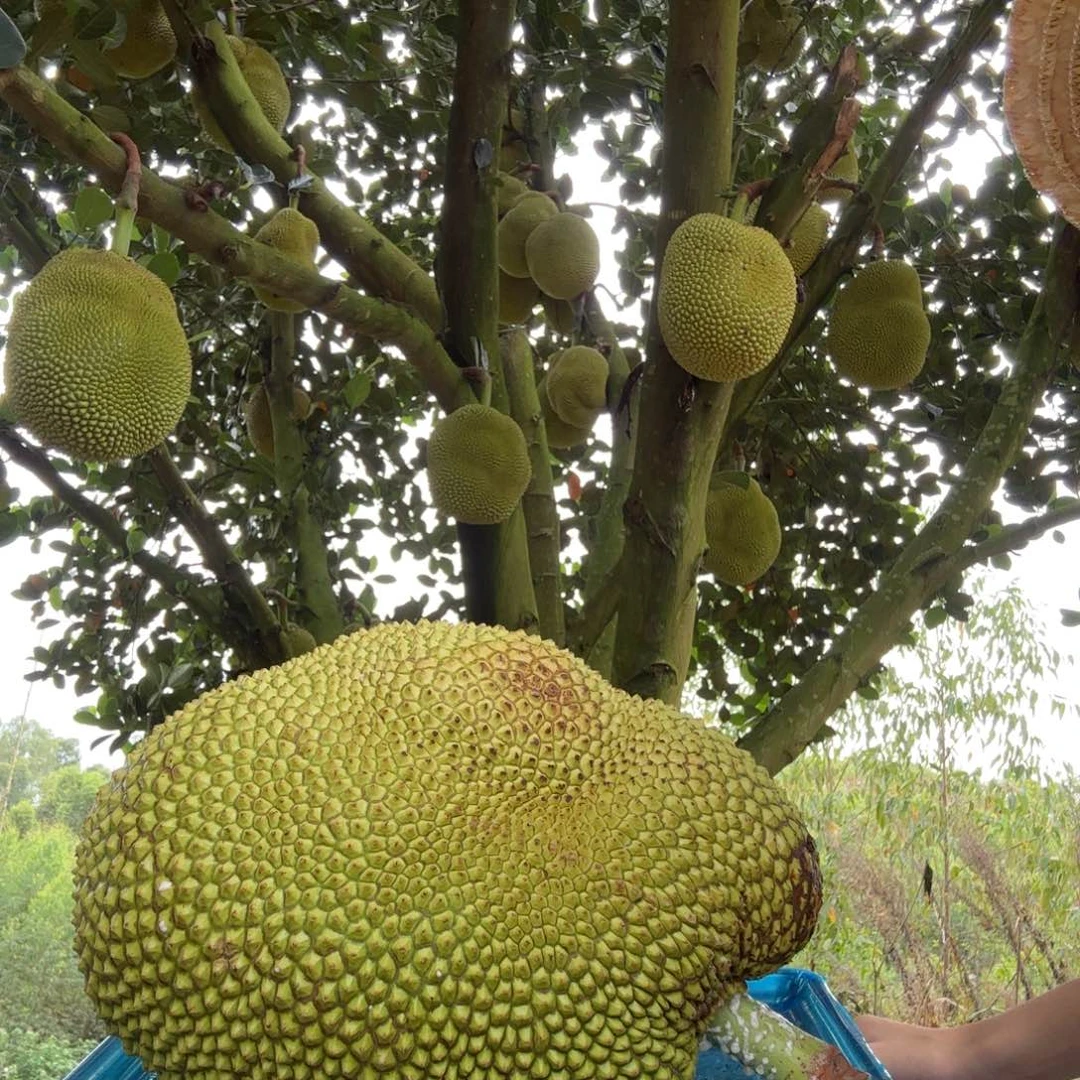 小菠萝无胶菠萝蜜