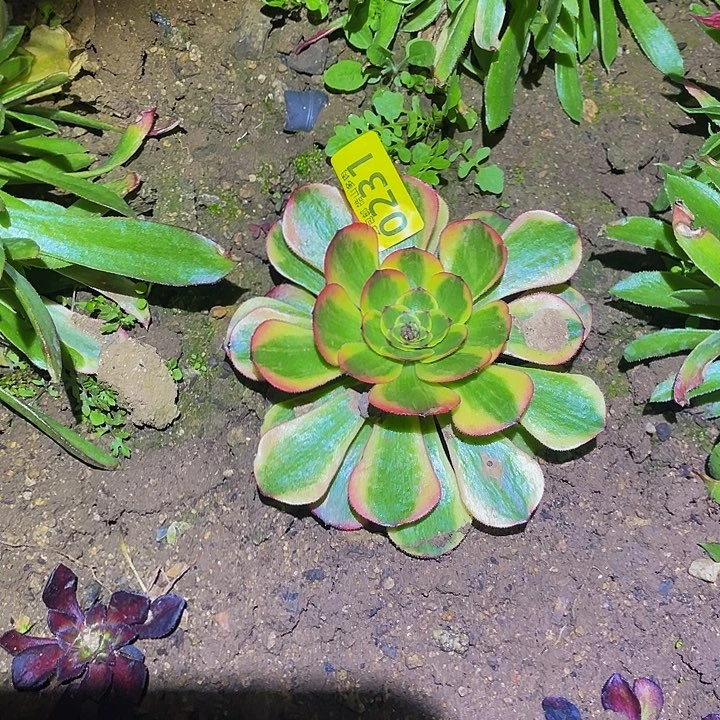 0231火狐多肉植物