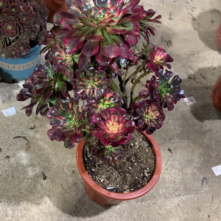 464花蝴蝶多肉植物特价