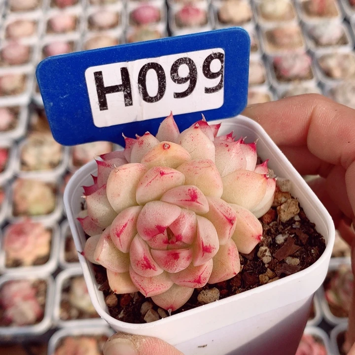 麦秆5.5cm不包整群