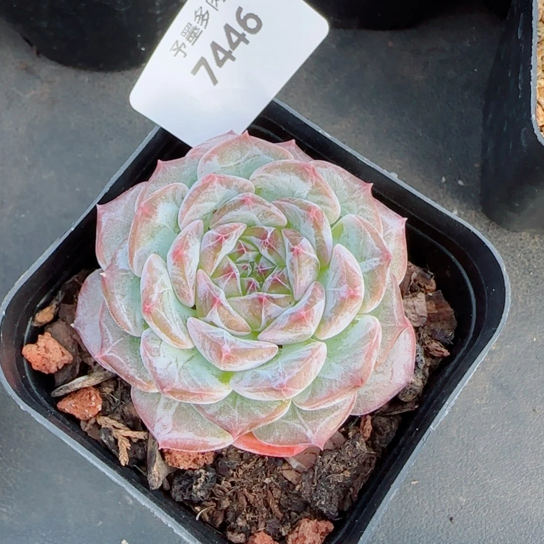 红宝石冰魄，7446多肉植物