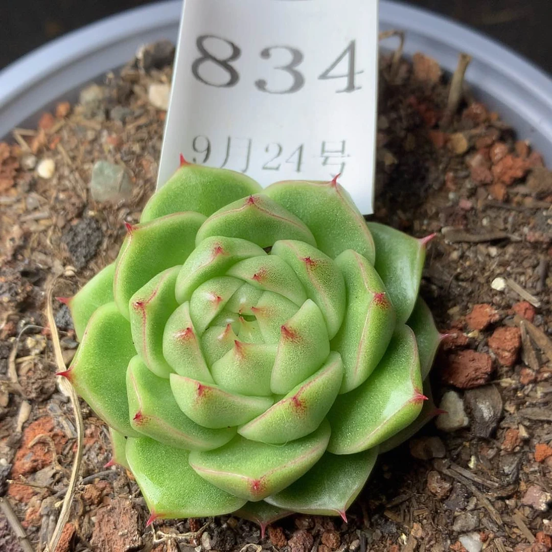 【闪购商品】云834号