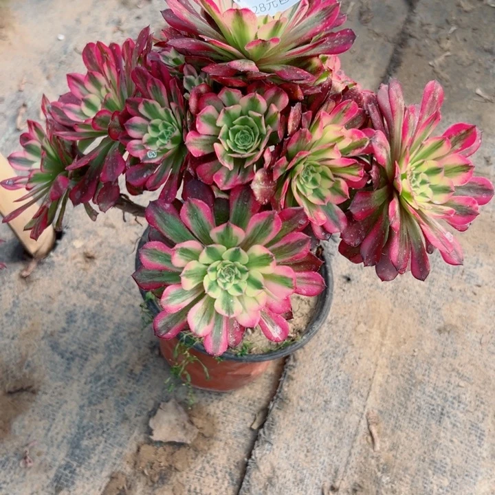 258舞天姬多肉汁植物