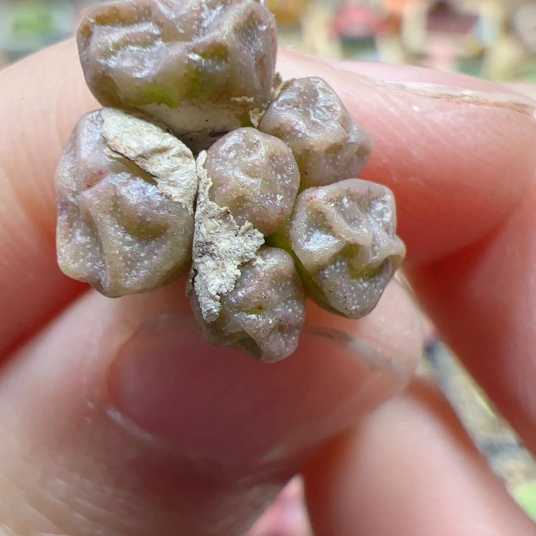 【闪购商品】150 饺子皮