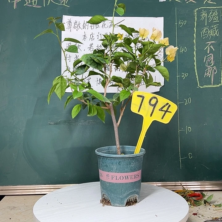 完全开放黄玫瑰794