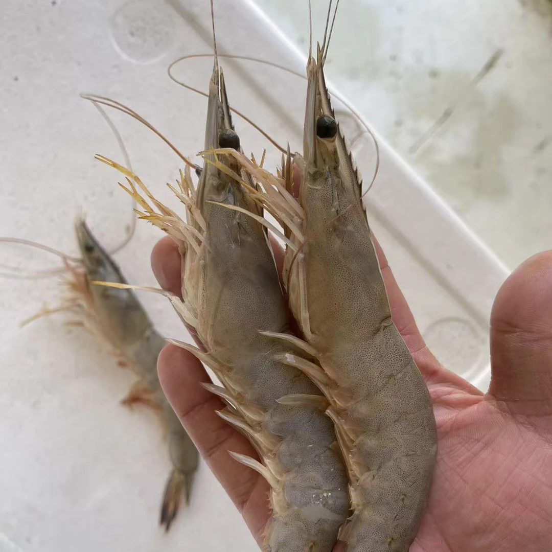 大连海捕 海水大虾  9头左右/斤 顺丰速冻发货