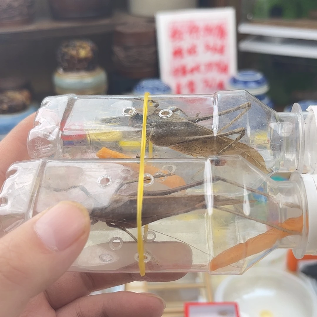 两条微瑕蛙纺拍拍拍