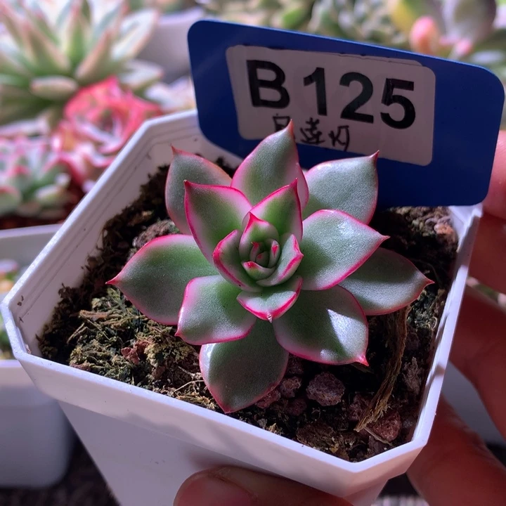 宝莲灯覆轮锦有根