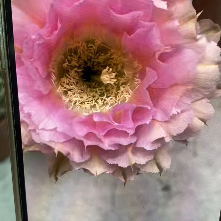 彩草318号侧芽3.5公分左右