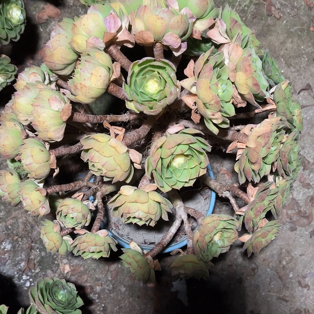 多390肉植物万圣节处理