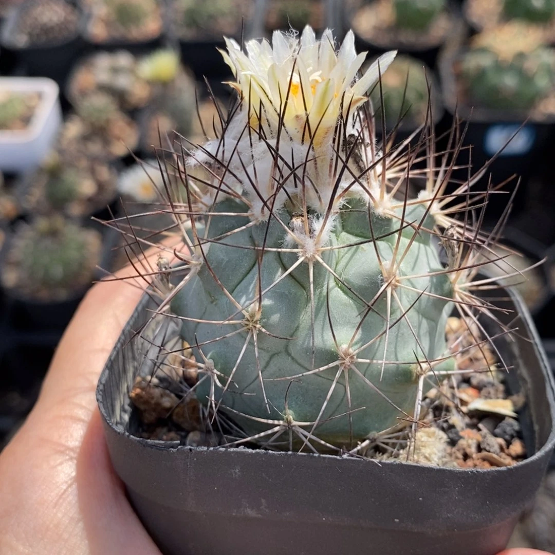 黑枪玉植播园艺优选