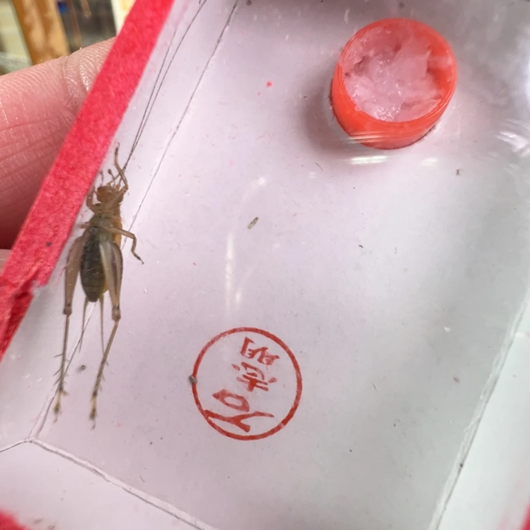 大个大黄蛉一只合适