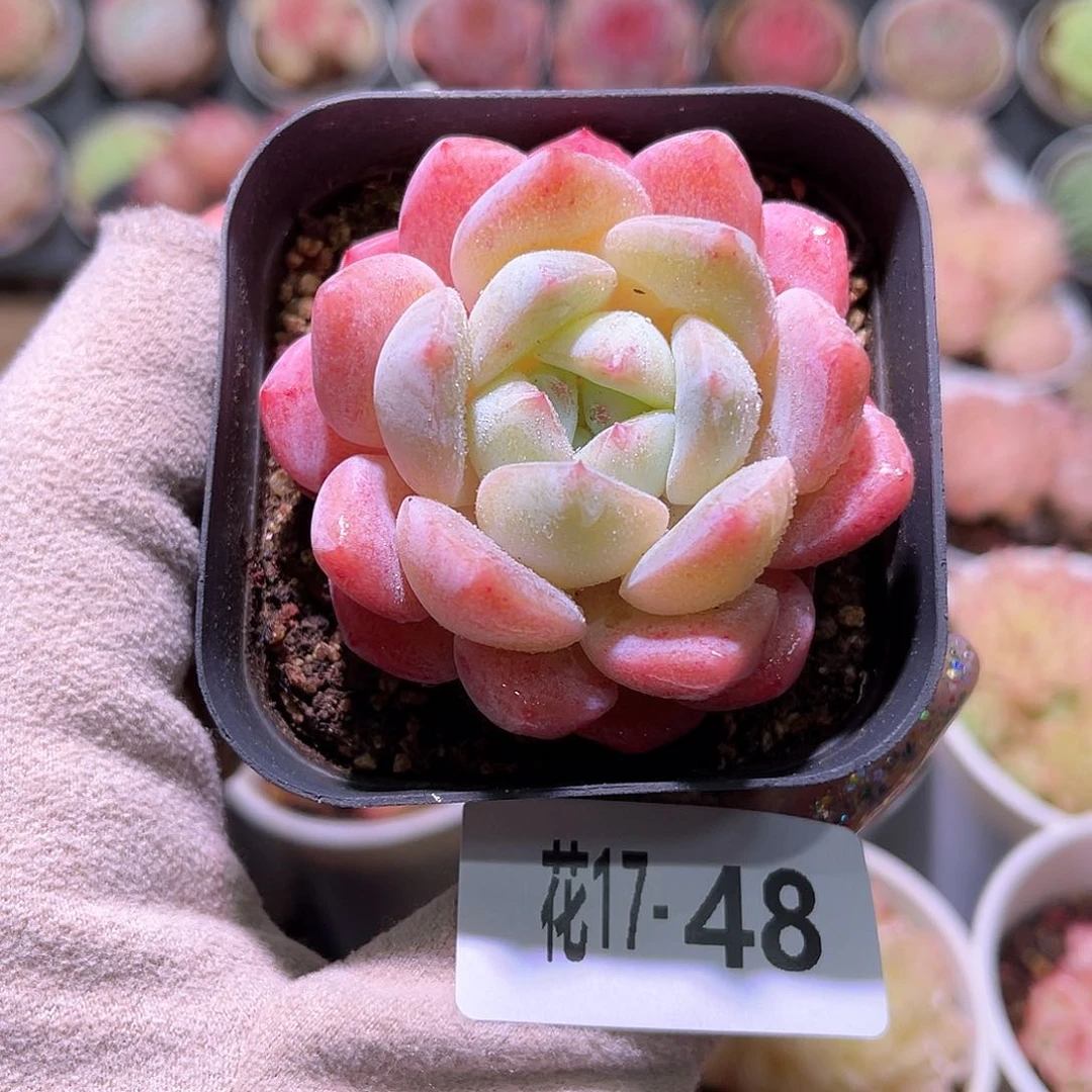 花利美17-48冰糖单头