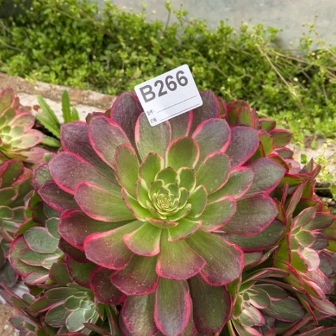 多肉植物粉花妖捧花