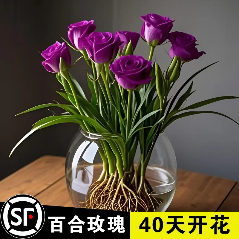 【水培】百合玫瑰花苗大花浓香型夏季耐热花卉室内好养桌面绿植盆栽