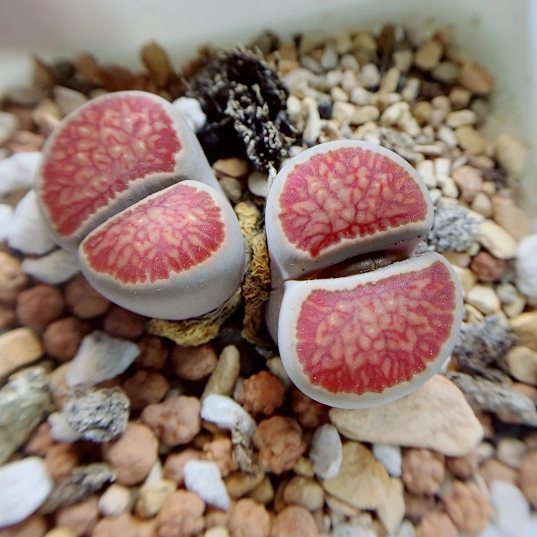 生石花花花花花花282