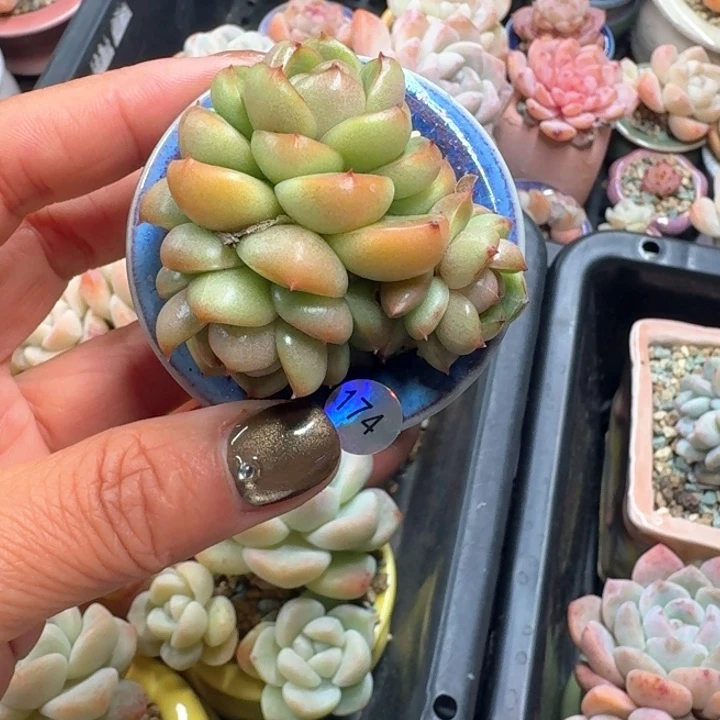 喜*174多肉哈哈哈