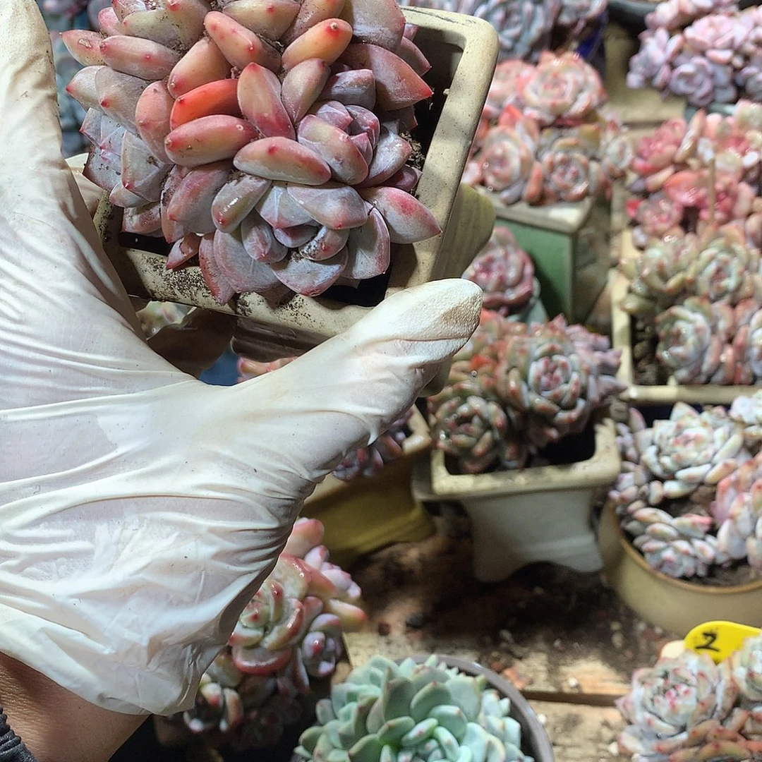 星影多肉植物哈哈哈12