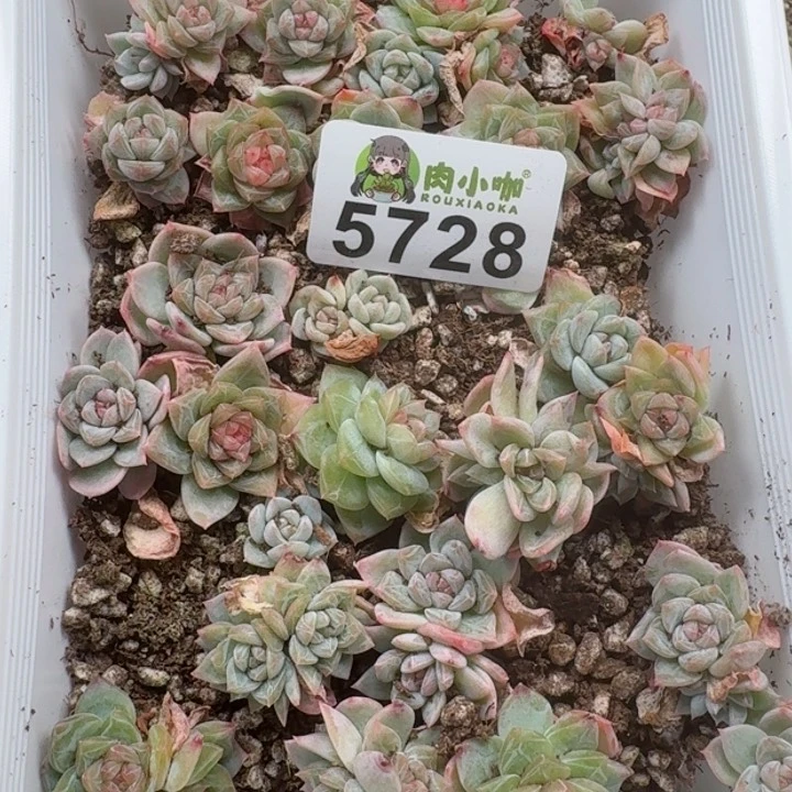 L*多肉植物多肉植物