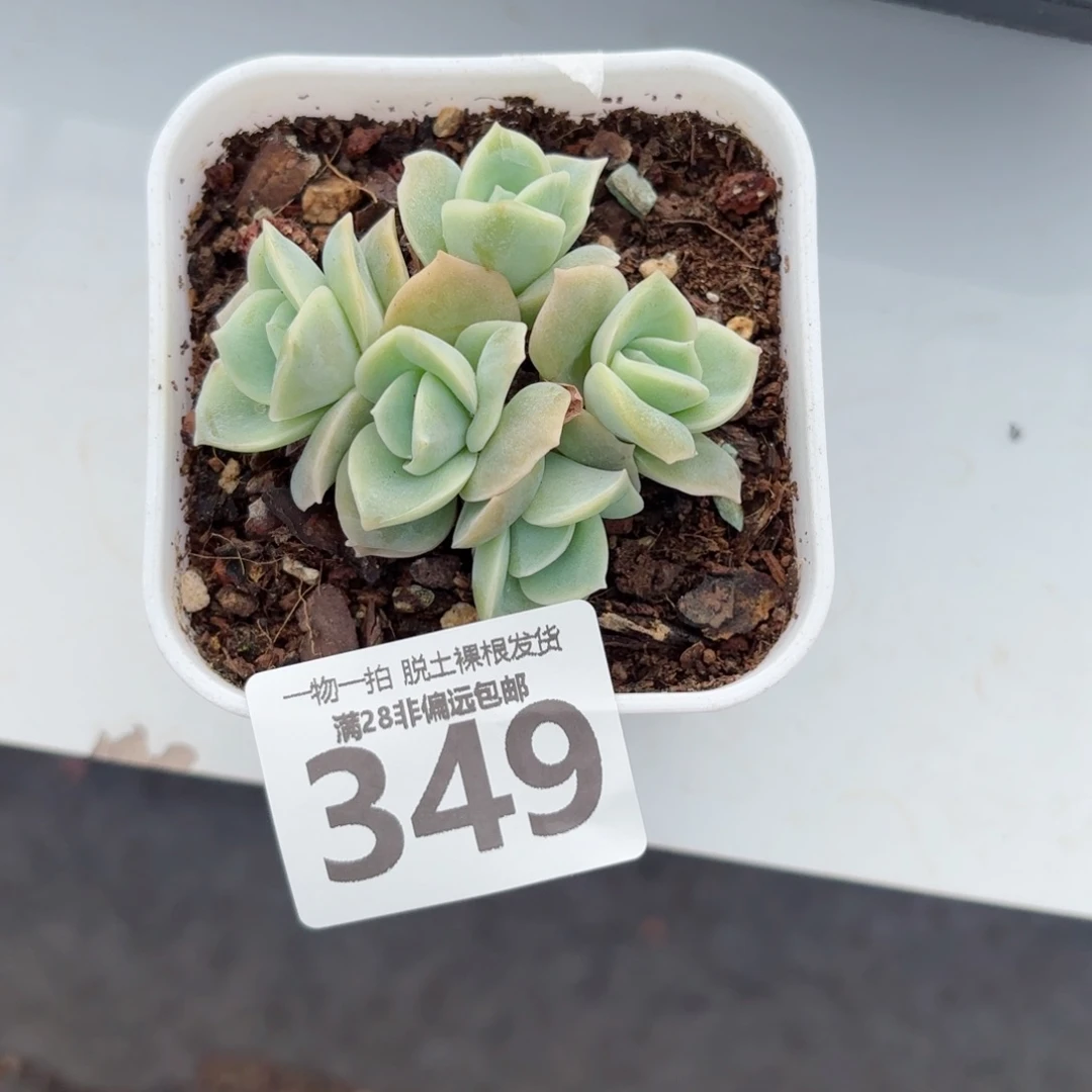 可爱玫瑰无盆土发货