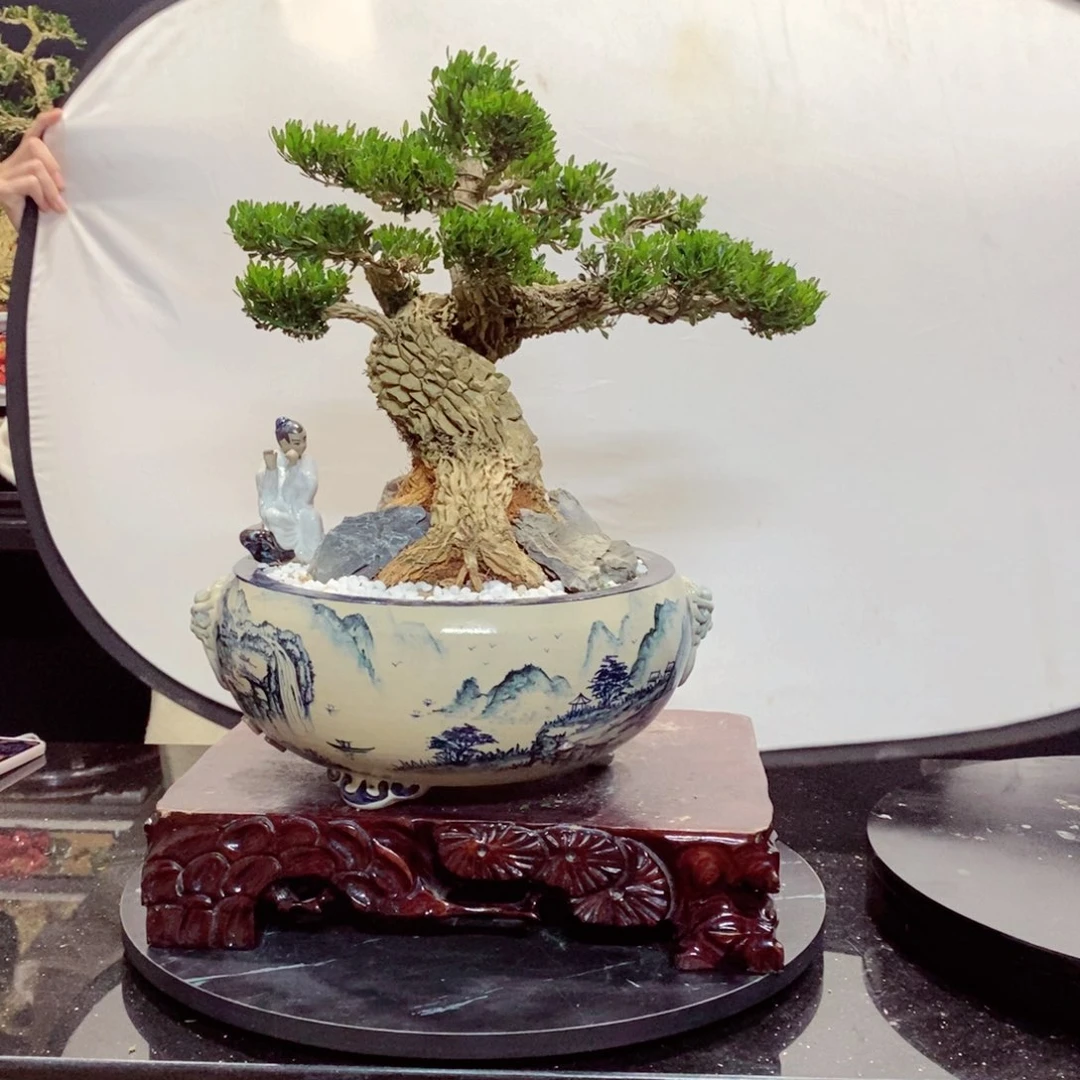 无花朵黄杨盆景雀舌软枝